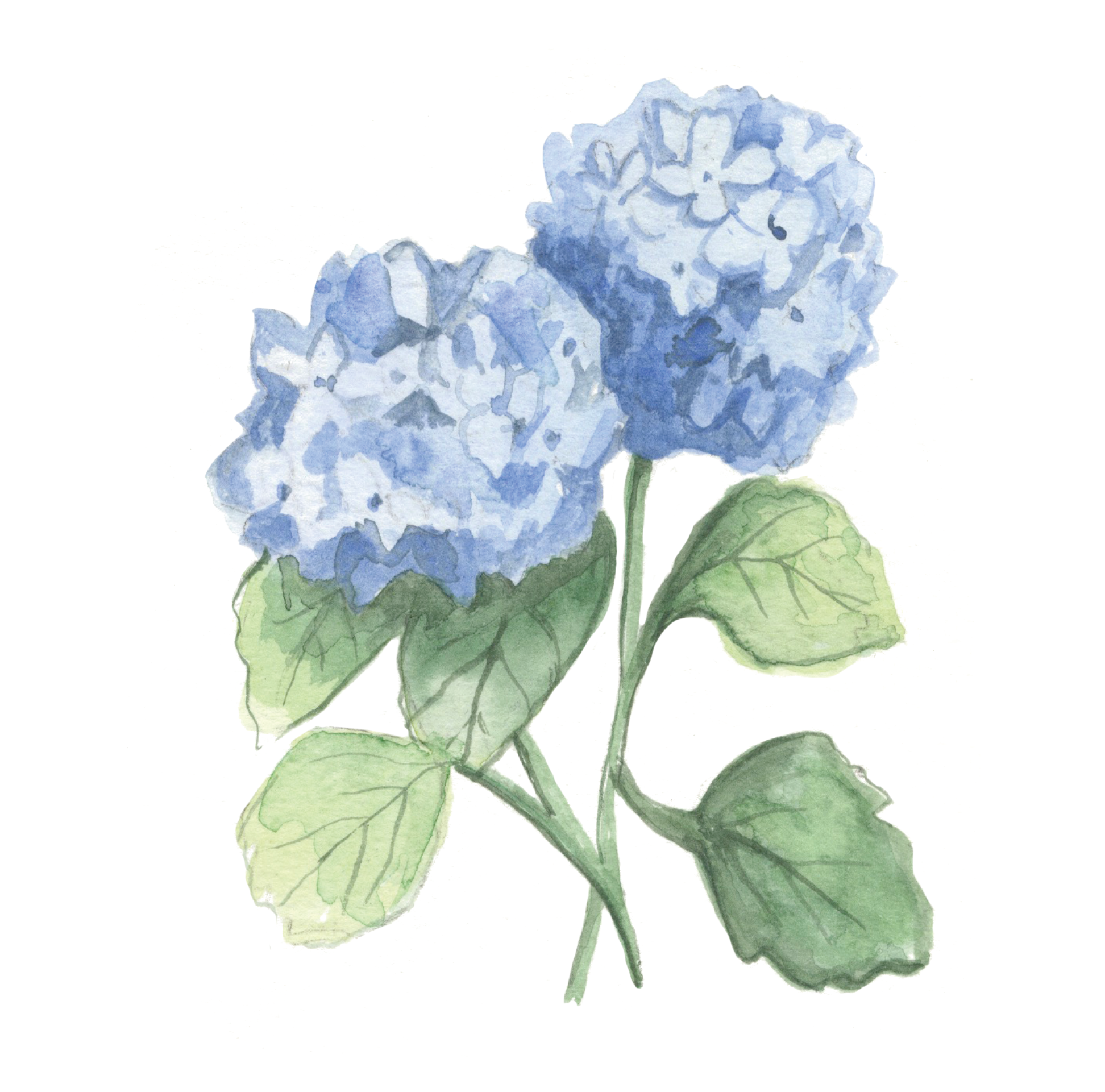 Hydrangea Flower Watercolor Painting Art Kit