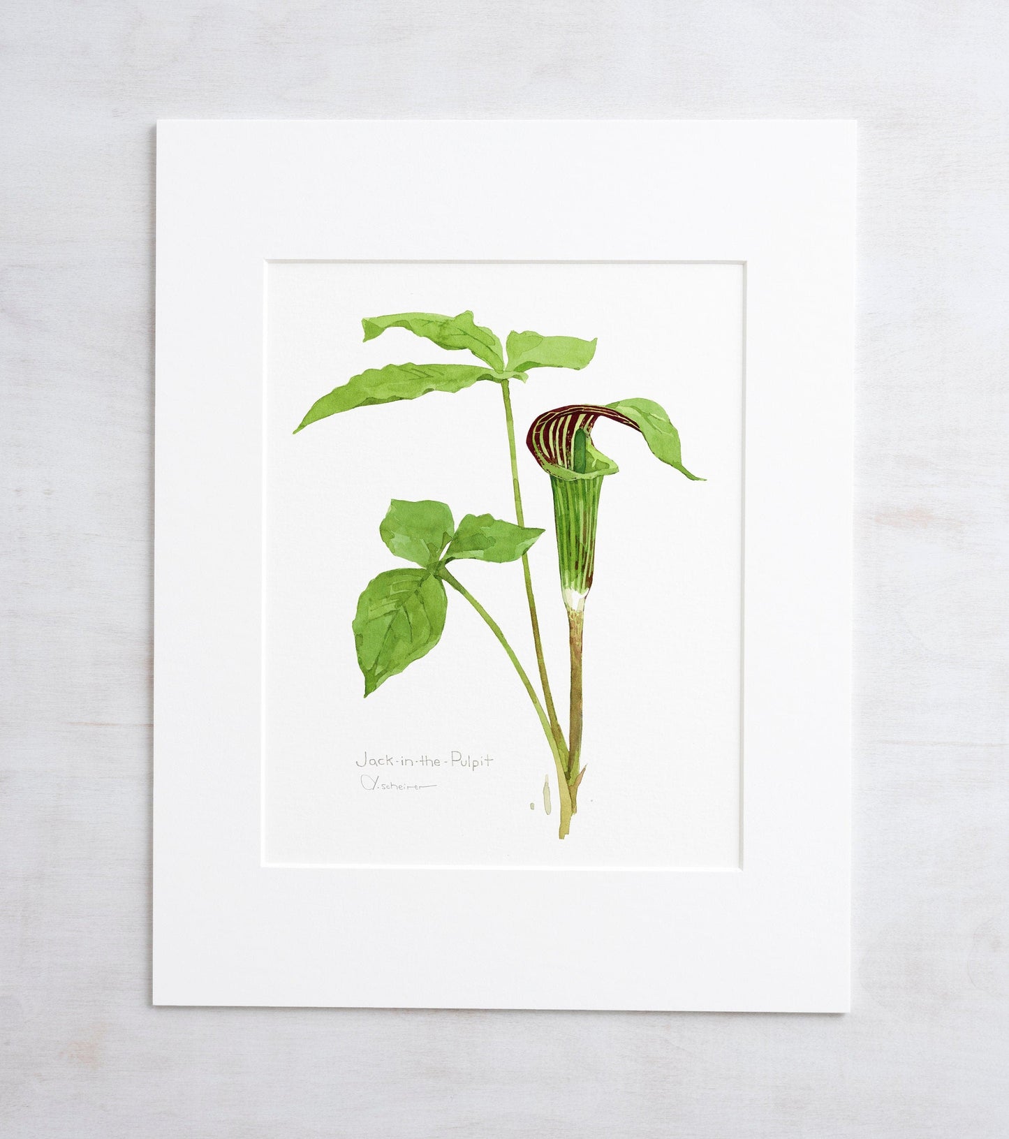 Botanical watercolor print of a jack-in-the-pulpit wildflower, matted to 11 by 14 inches