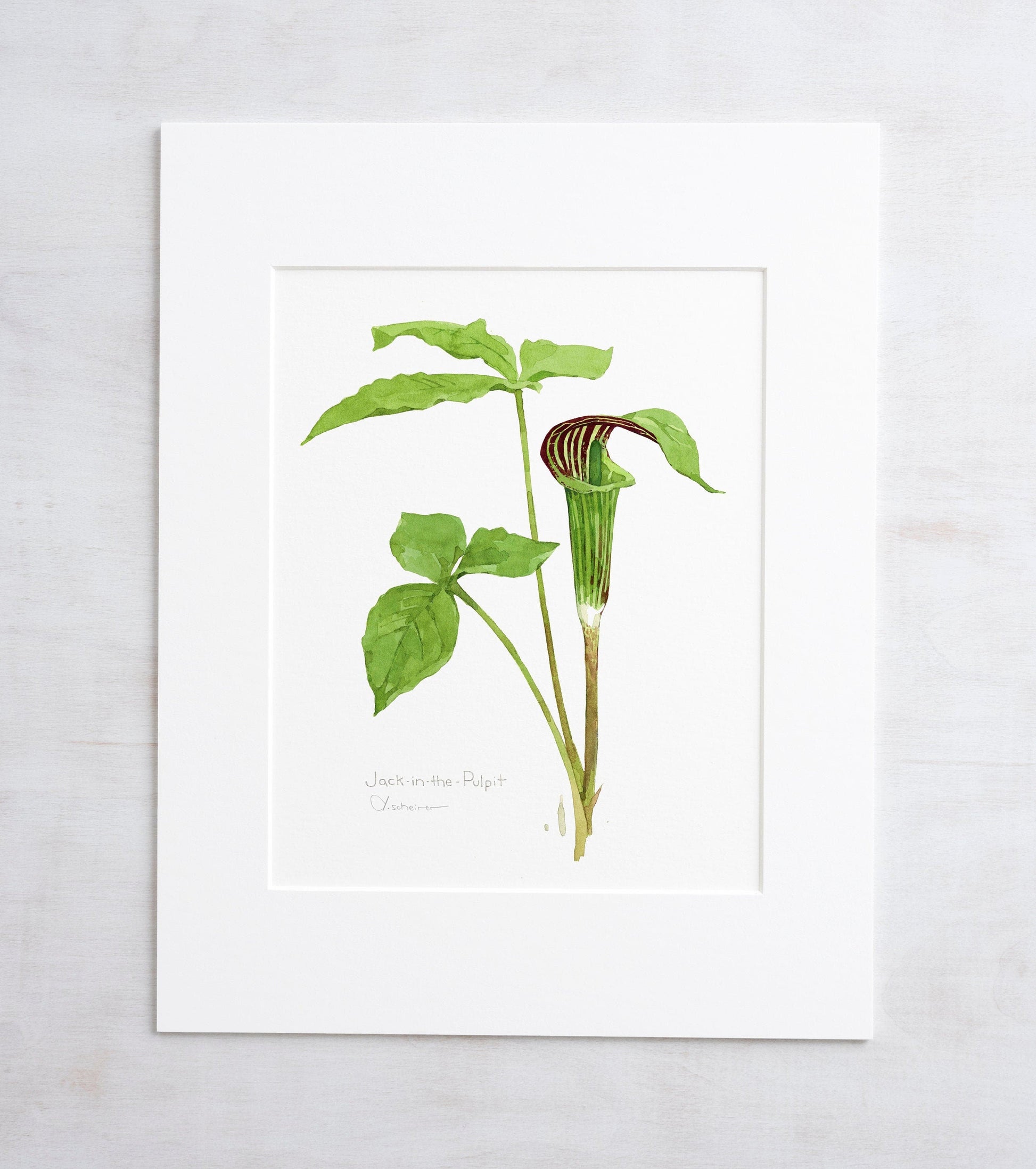 Botanical watercolor print of a jack-in-the-pulpit wildflower, matted to 11 by 14 inches