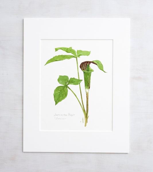 Botanical watercolor print of a jack-in-the-pulpit wildflower, matted to 11 by 14 inches