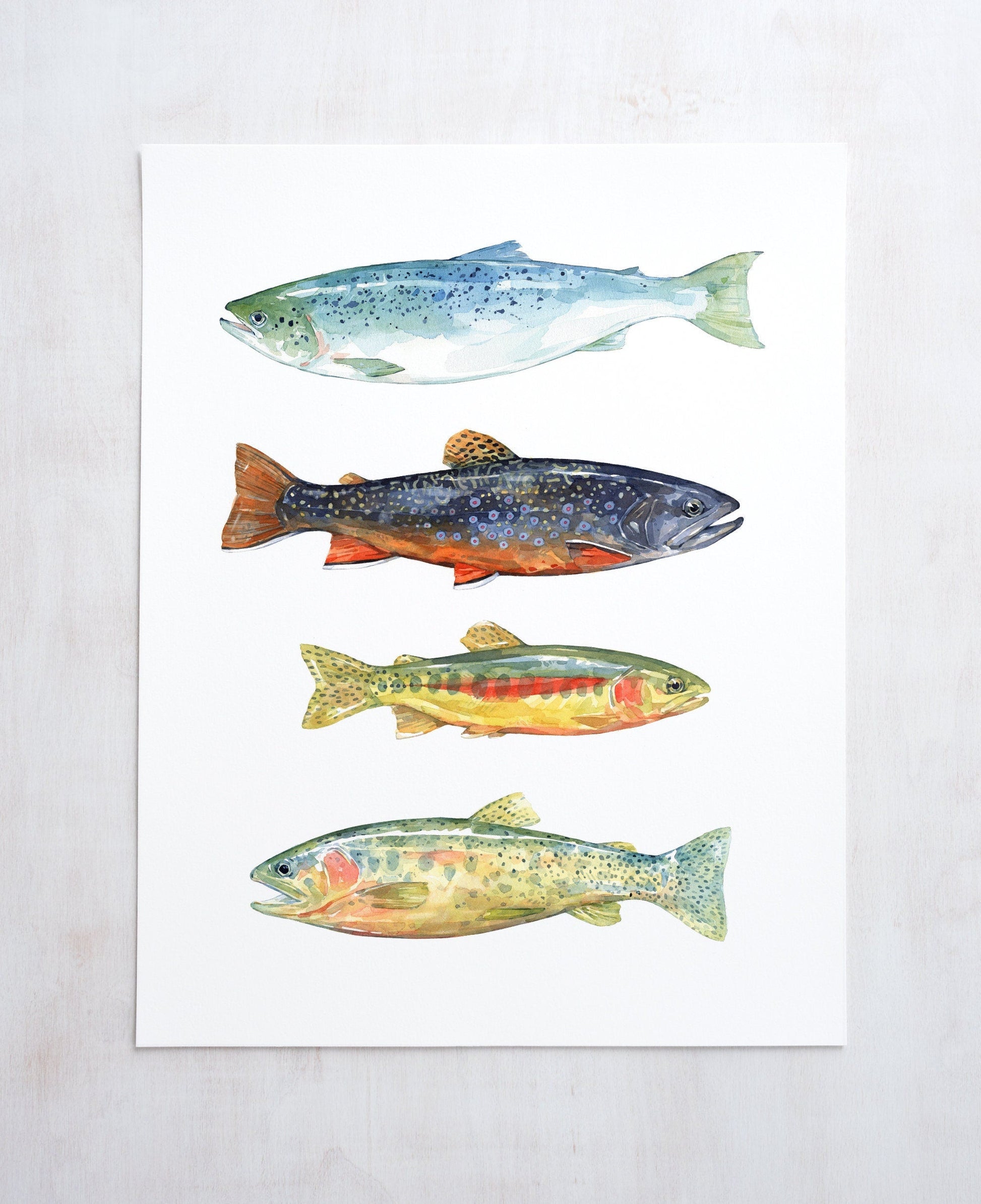 Watercolor print of four fish - Atlantic salmon, brook trout, golden trout and cutthroat trout