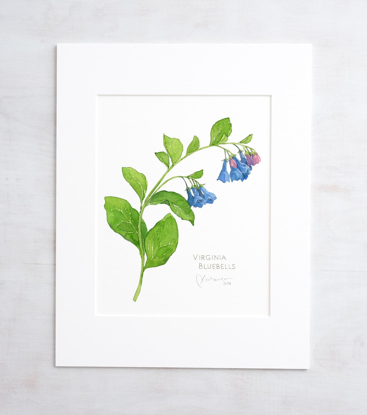 Botanical watercolor print of Virginia bluebells with pink buds and blue flowers, matted to 11 by 14 inches