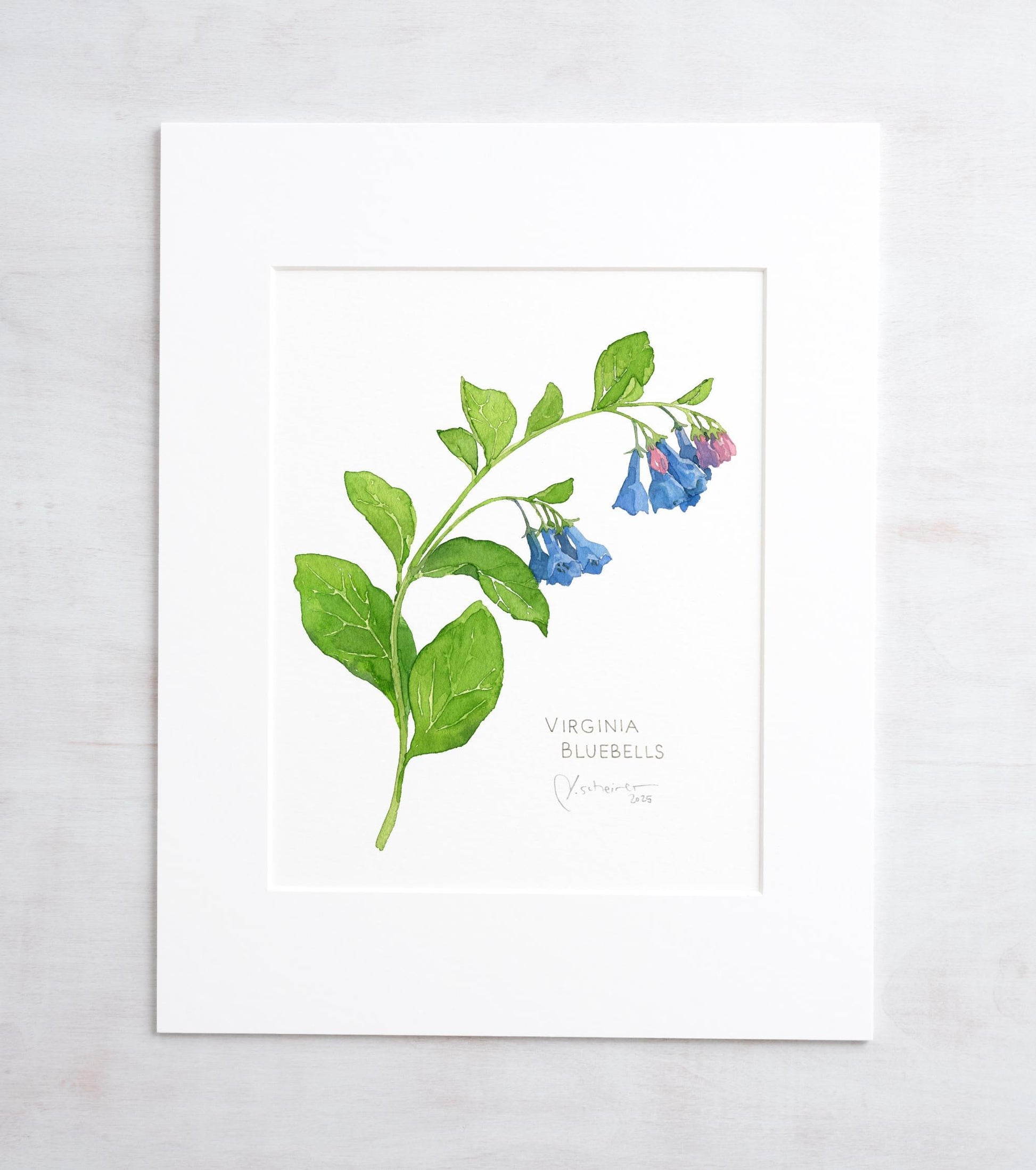 Botanical watercolor print of Virginia bluebells with pink buds and blue flowers, matted to 11 by 14 inches