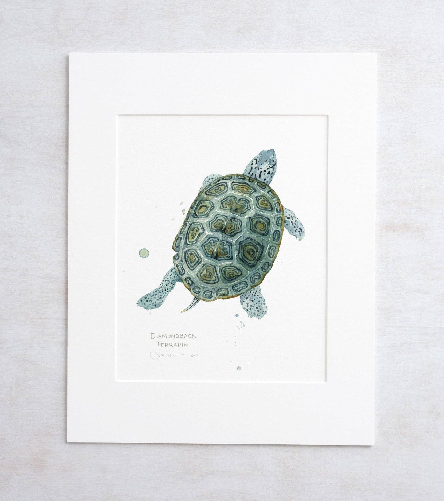 Watercolor print of a diamondback terrapin